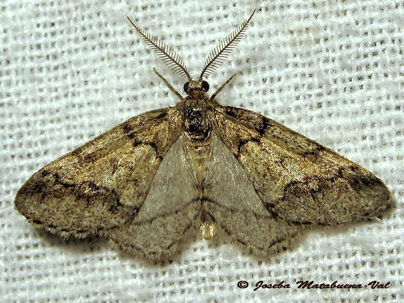 Tephronia sp. - Geometridae